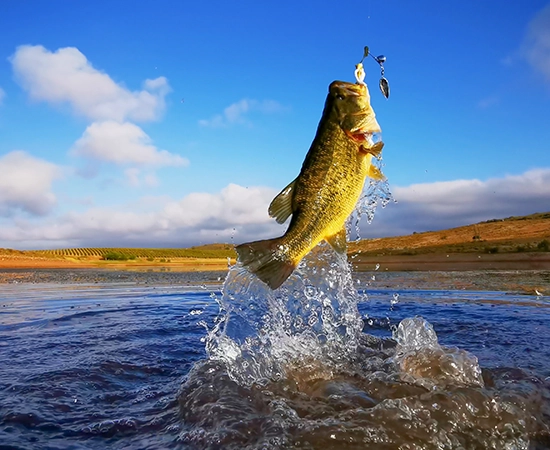 Fish jumping out of water. Biological Tissue Analysis (BIOTA), Pace Biota laboratories